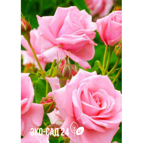Роза чайно-гибридная Дамский каприз